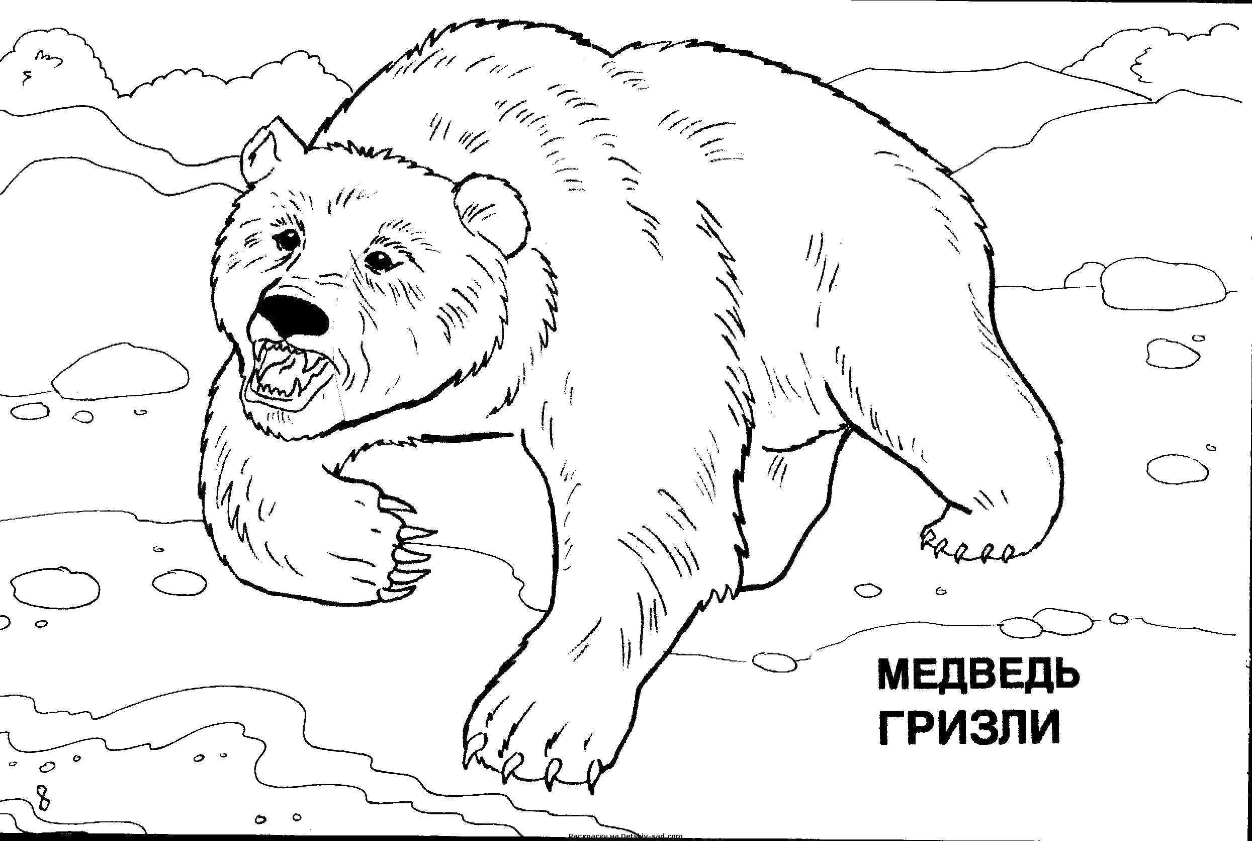 Название: Раскраска Медведь гризли. Категория: дикие животные. Теги: Животные, медведь.
