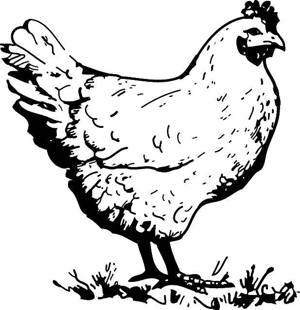 Раскраска птицы Скачать .  Распечатать 
