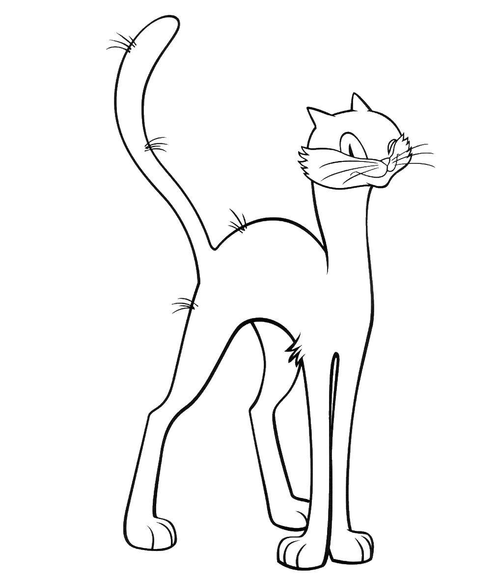 Раскраска Кошка Скачать ,кошка, кот,.  Распечатать 