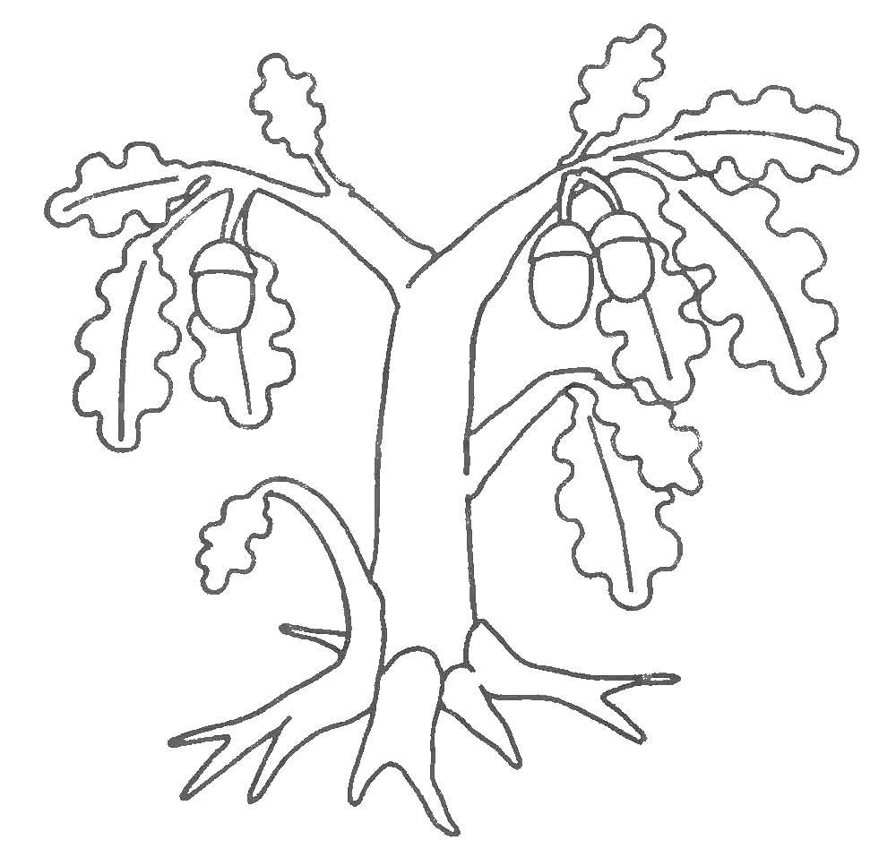 Название: Раскраска Дубовая веточка. Категория: дерево. Теги: Деревья, дуб.