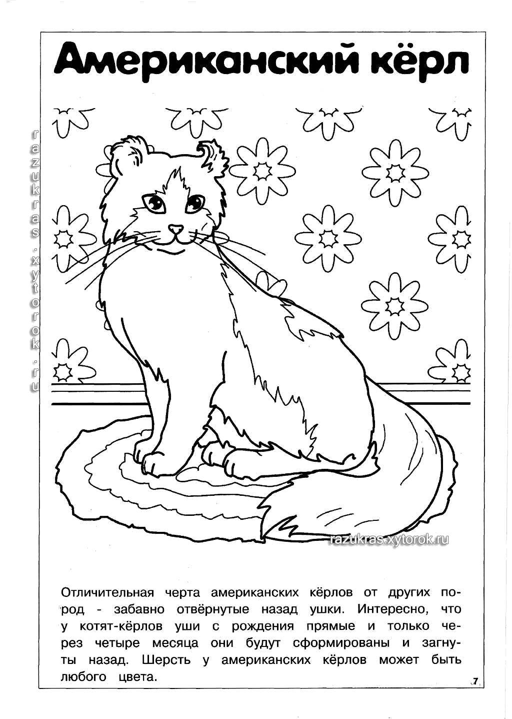 Название: Раскраска Американский кёрл. Категория: Породы кошек. Теги: Порода кошек.