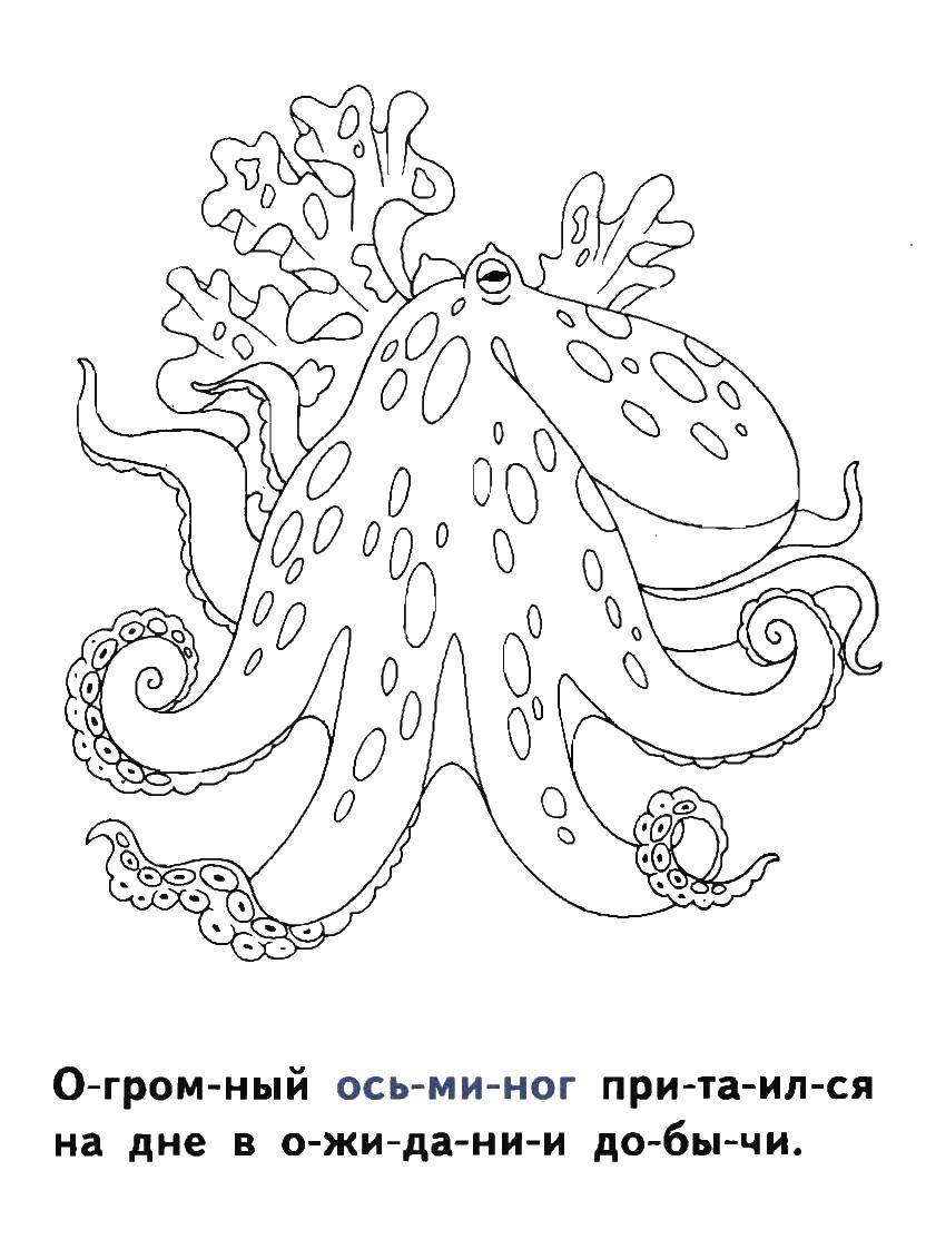 Раскраска Осминог Скачать ,Осминог,.  Распечатать 