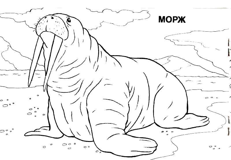 Название: Раскраска Морж. Категория: морское. Теги: Подводный мир, морж.