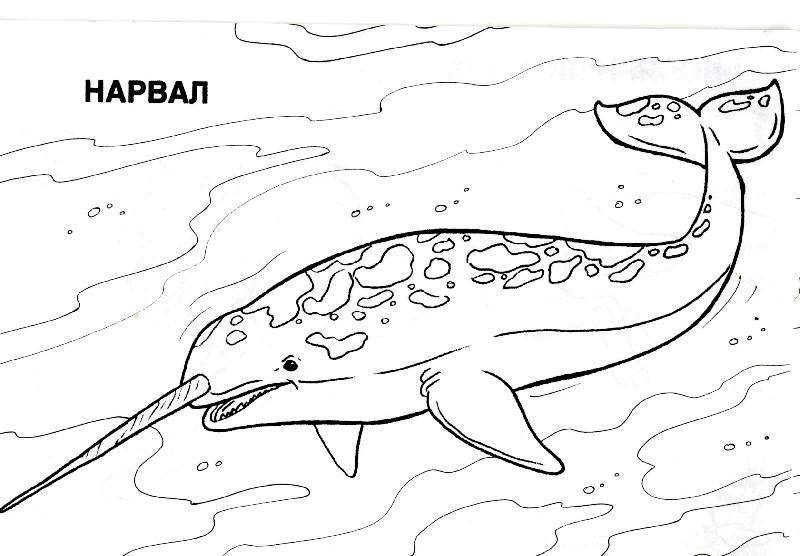 Название: Раскраска Нарвал. Категория: морское. Теги: Подводный мир, нарвал.