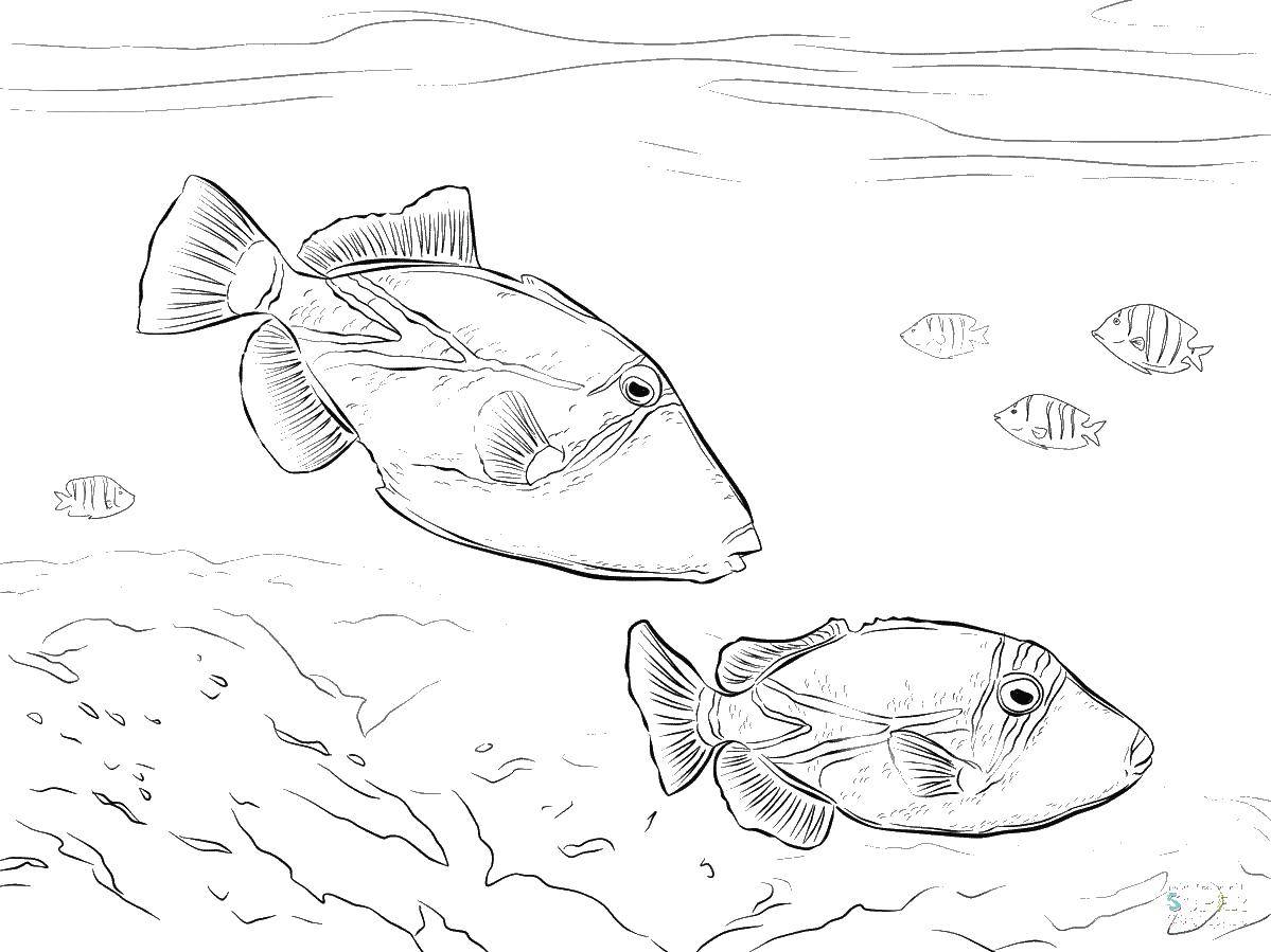 Название: Раскраска Рыбы. Категория: морское. Теги: Подводный мир, рыба.