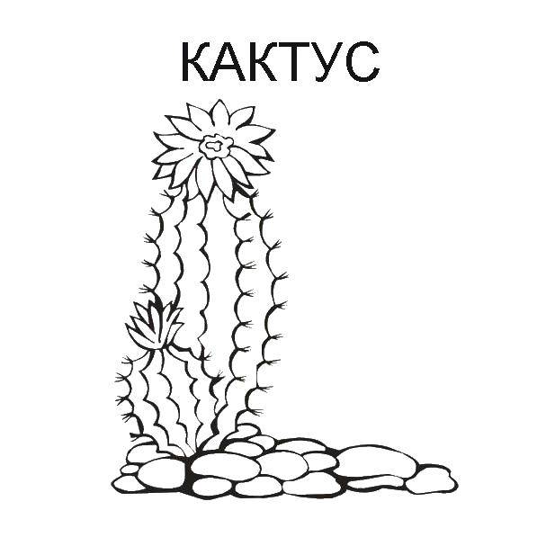 Раскраска Кактус Скачать ,Цветы, кактус,.  Распечатать 