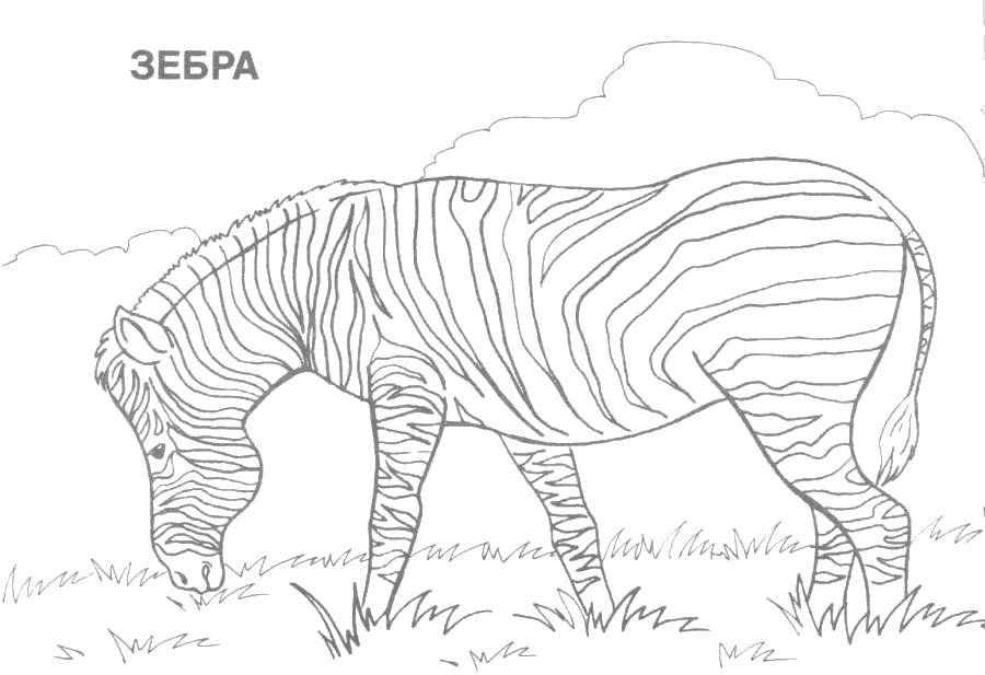 Раскраска Зебра Скачать ,Животные, зебра,.  Распечатать 