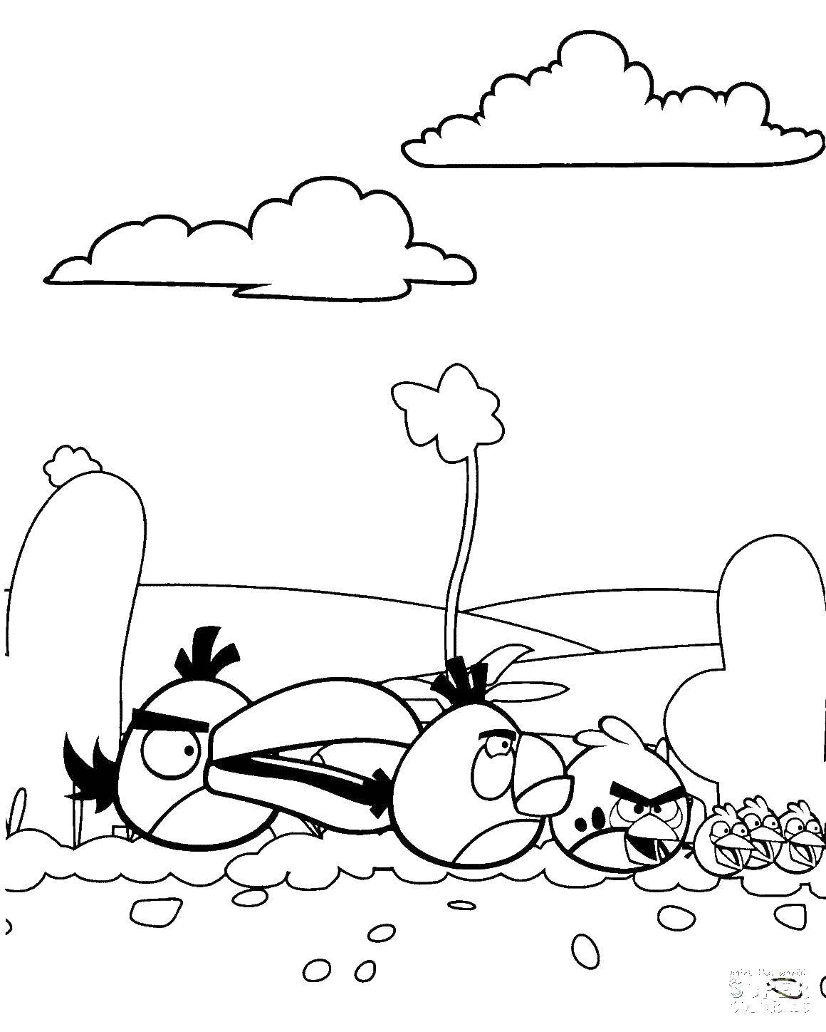 Название: Раскраска Энгри бердз. Категория: angry birds. Теги: энгри бердз, angry birds.