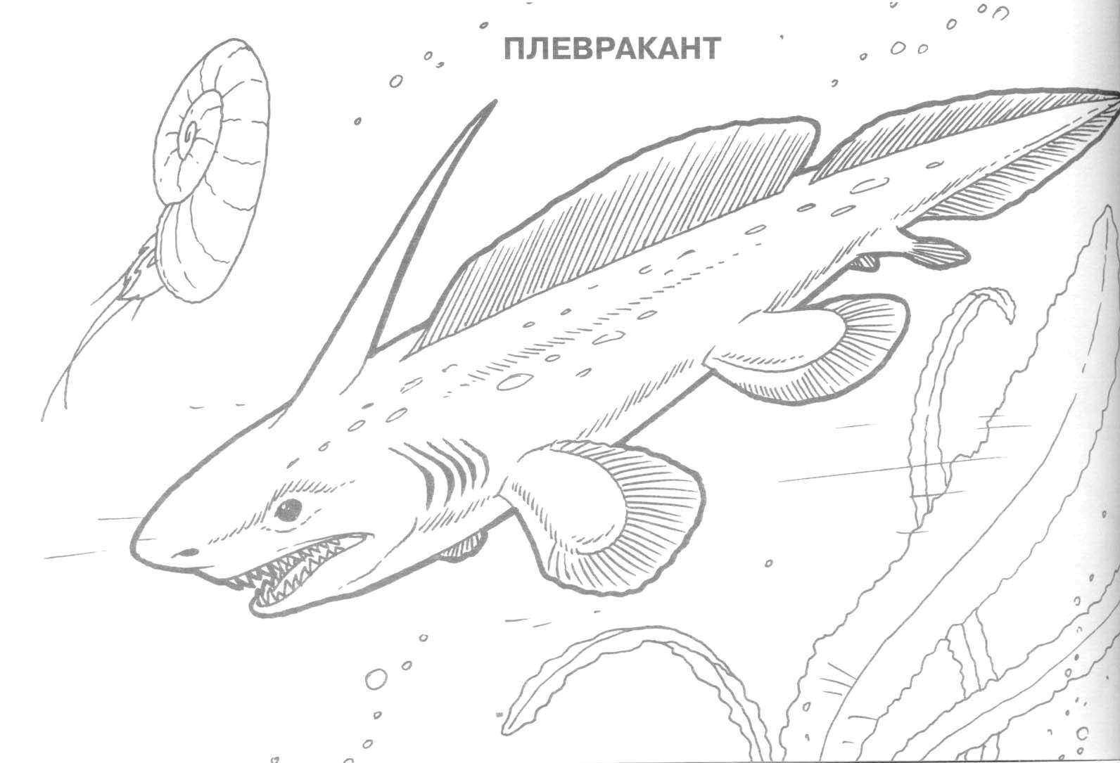 Название: Раскраска Плевракант. Категория: динозавр. Теги: Динозавры.