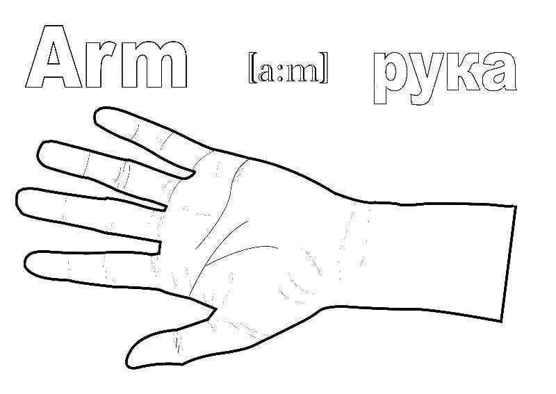 Раскраска рука Скачать .  Распечатать 