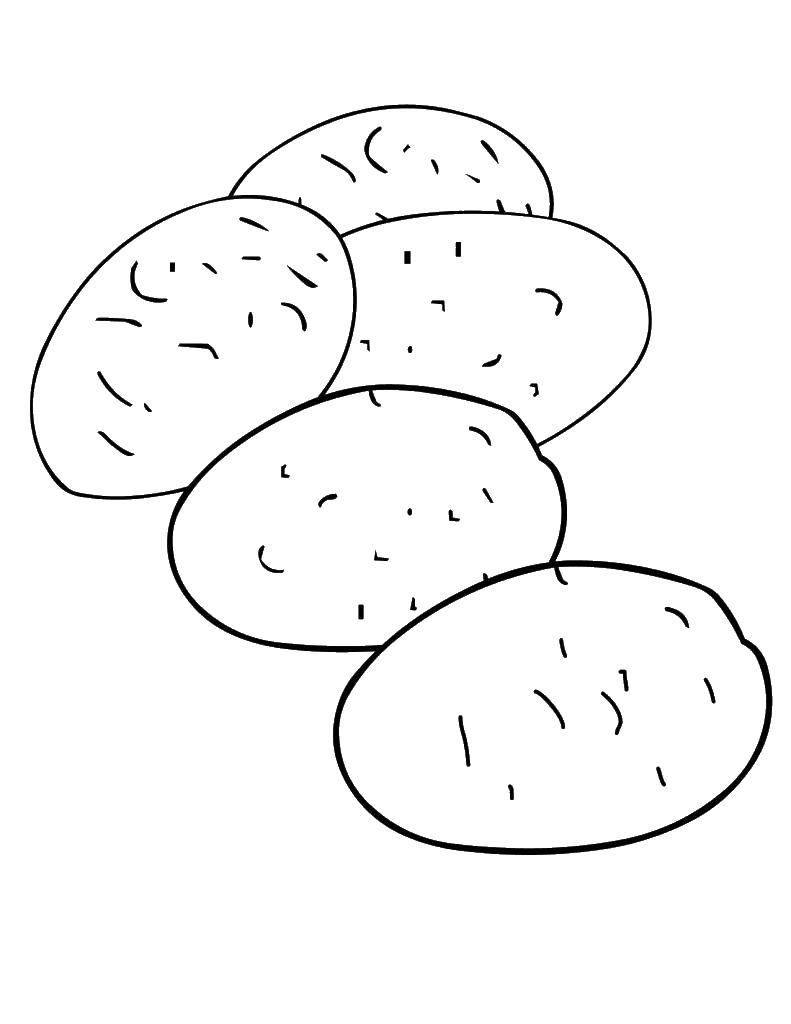 Раскраска Картофель Скачать ,картофель, овощи,.  Распечатать 