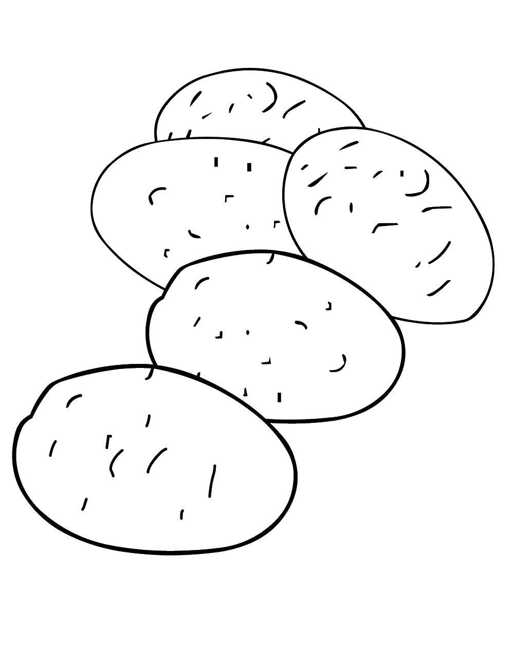 Раскраска Картофель Скачать ,картофель, овощи,.  Распечатать 