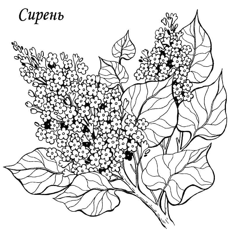 Раскраска Сирень Скачать ,Сирень,.  Распечатать 