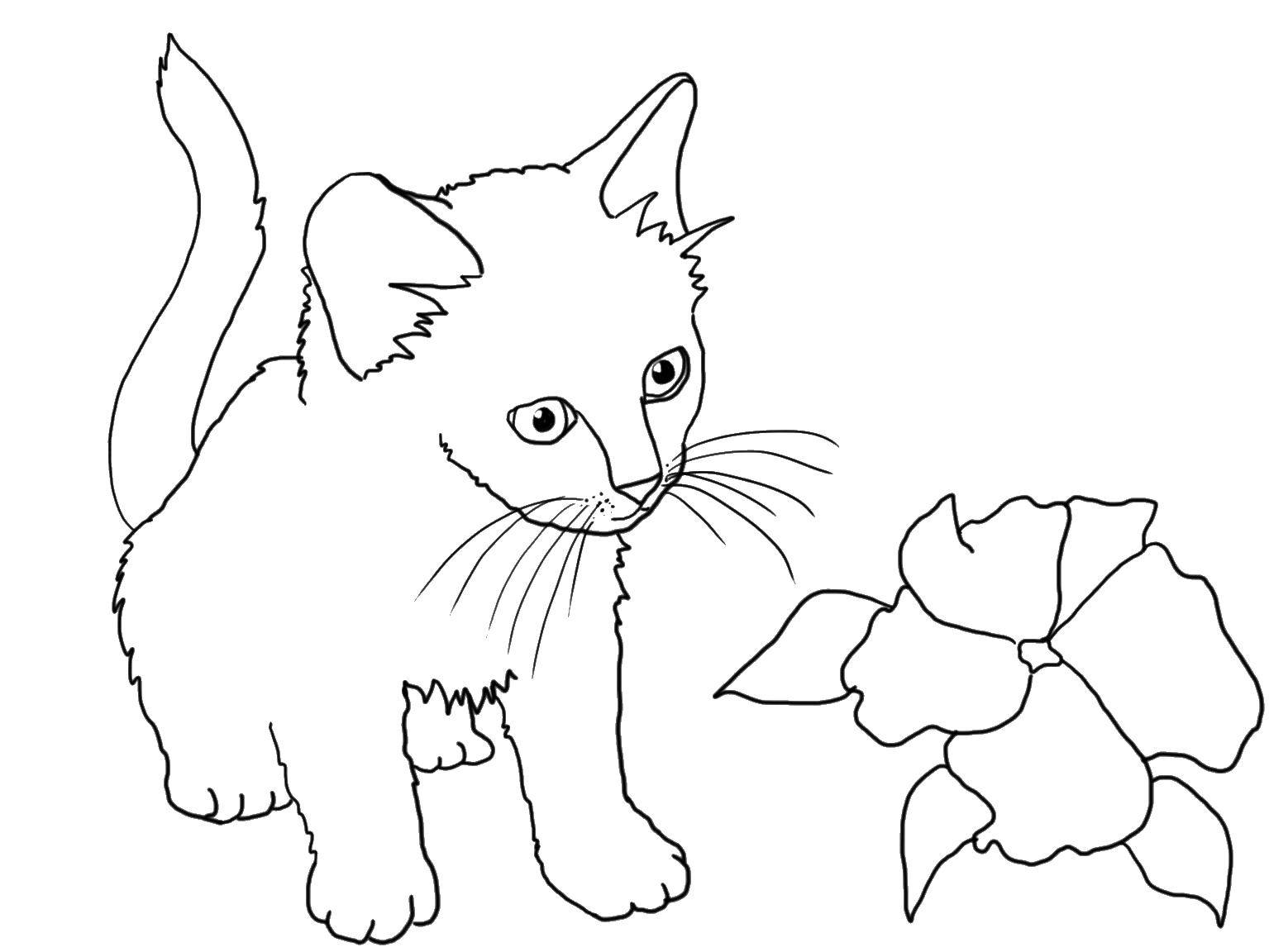 Раскраска Котёнок и цветочек Скачать ,Животные, котёнок,.  Распечатать 