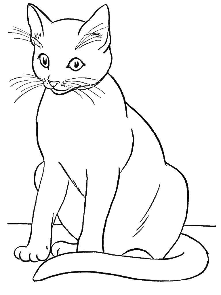 Раскраска Кошечка сидит Скачать ,животные, котенок, кошка,.  Распечатать 