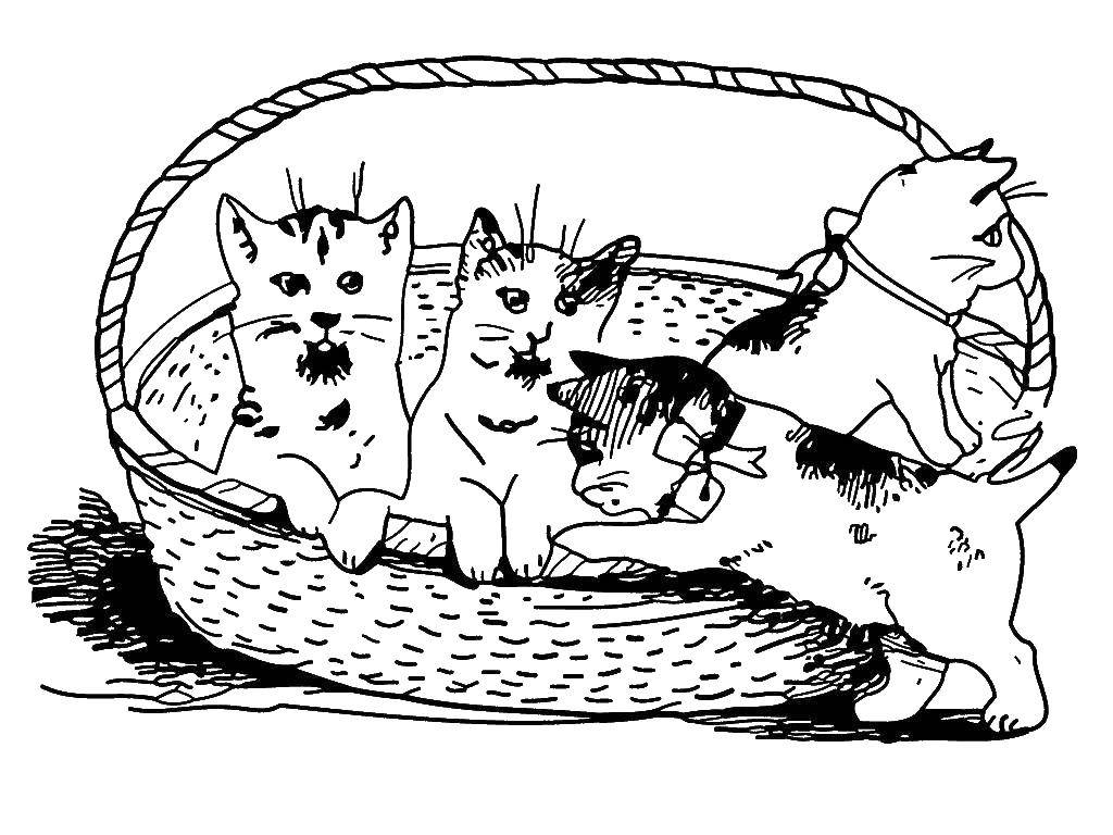 Раскраска Котята в корзинке Скачать ,Животные, котята,.  Распечатать 