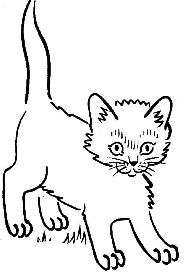 Название: Раскраска Маленький котенок. Категория: Коты и котята. Теги: животные, котенок.