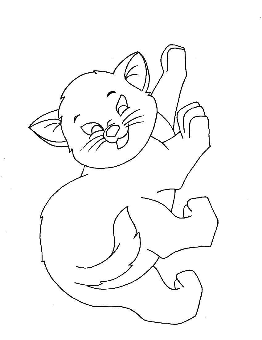 Раскраска Игривый котенок Скачать ,животные, котенок,.  Распечатать 