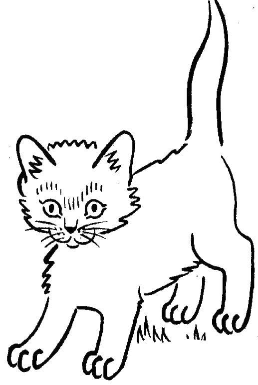 Раскраска Испугавшийся котенок Скачать ,животные, котенок, кошка, испуг,.  Распечатать 