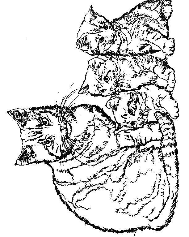 Раскраска Кошка с котятами Скачать ,животные, котята, кошка,.  Распечатать 