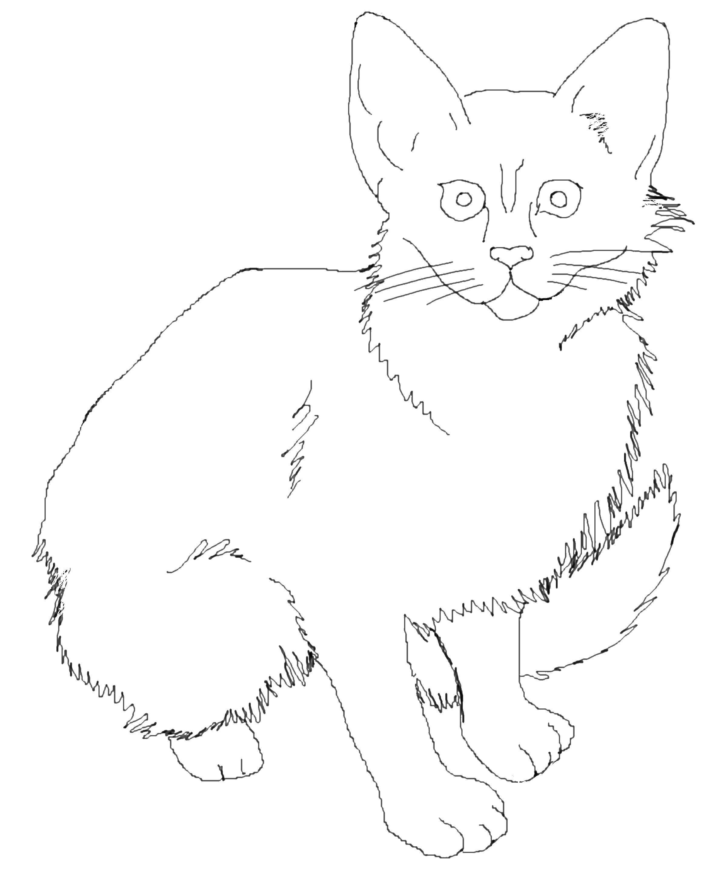 Раскраска Кошка Скачать ,животные, котенок, кошка,.  Распечатать 