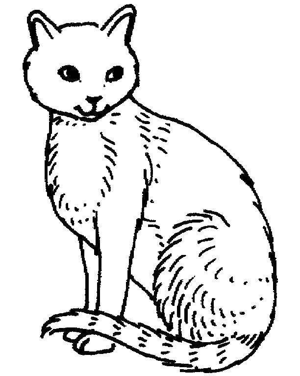 Раскраска Милая кошка Скачать ,животные, котенок, кошка,.  Распечатать 
