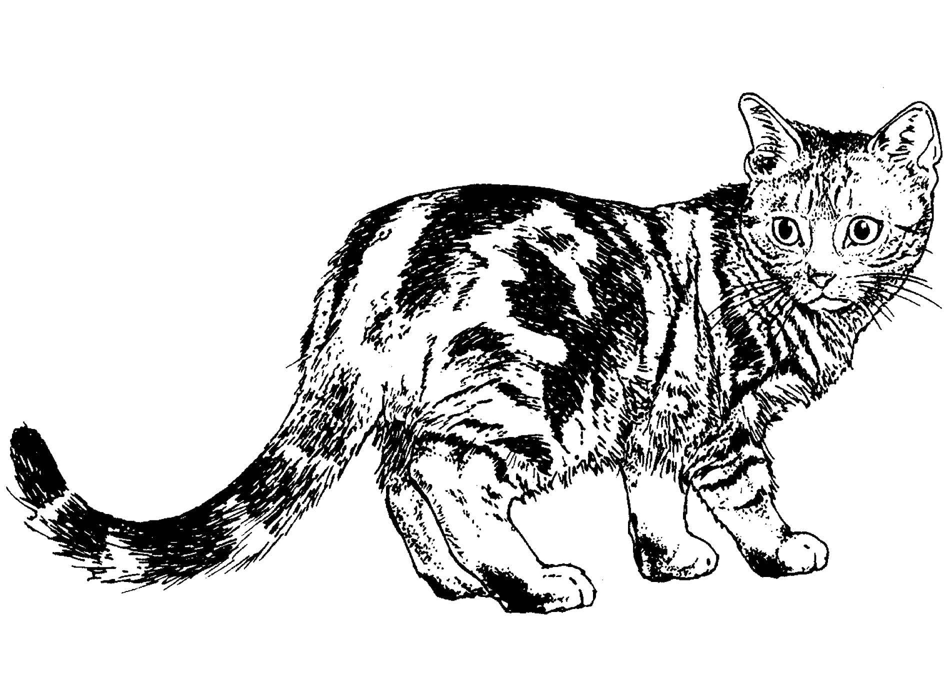 Название: Раскраска Кошечка. Категория: Коты и котята. Теги: животные, котенок, кошка.
