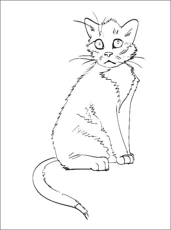 Раскраска Испуганный котёнок Скачать ,Животные, котёнок,.  Распечатать 