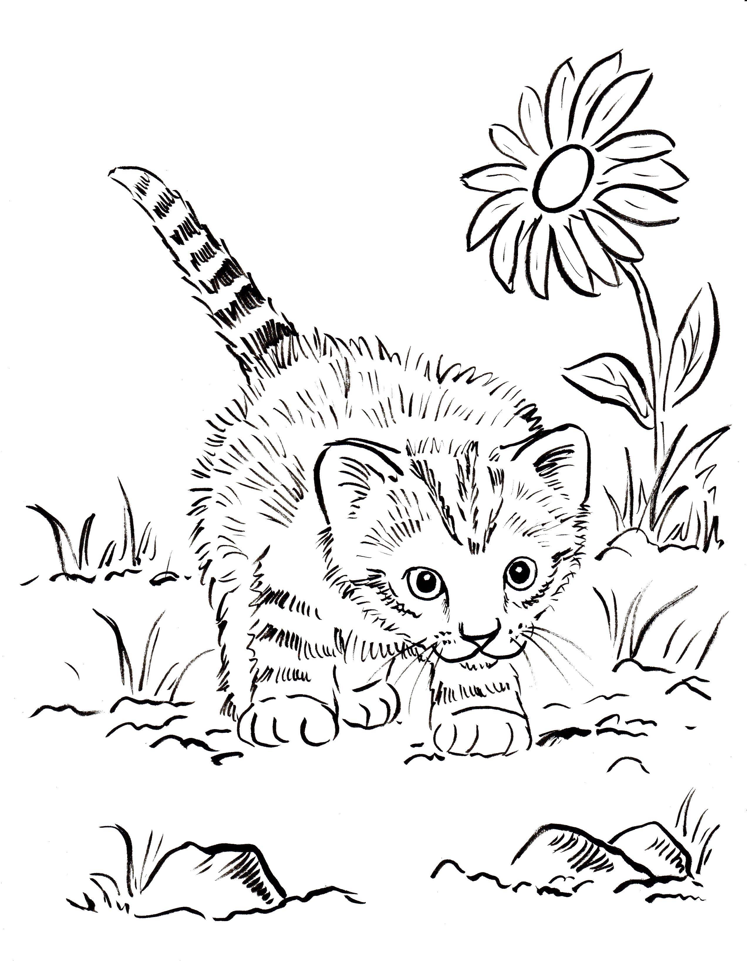 Раскраска Любопытный котёнок Скачать ,Животные, котёнок,.  Распечатать 