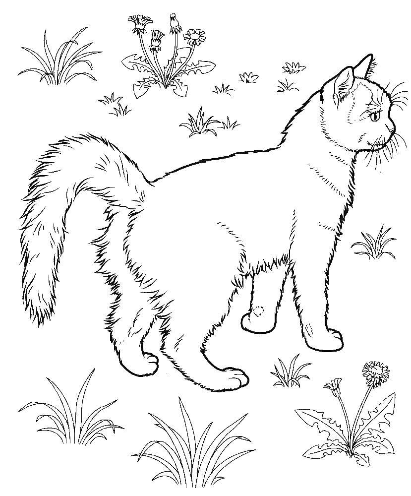 Раскраска Кошка Скачать ,кошка, котята,.  Распечатать 