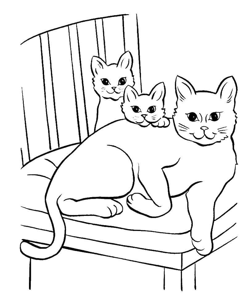 Раскраска Кошка с котятами Скачать ,кошка, котята,.  Распечатать 
