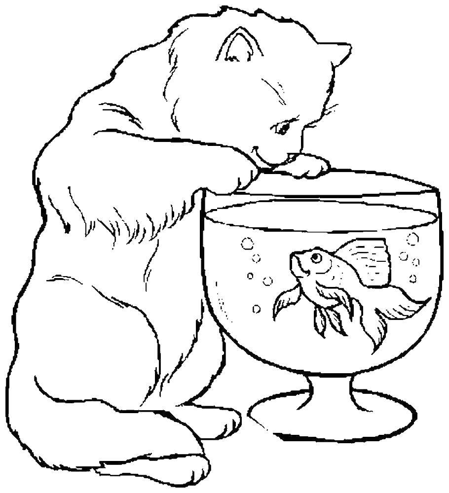 Раскраска Кошка смотрит на рыбку Скачать ,рыба, кошка,.  Распечатать 