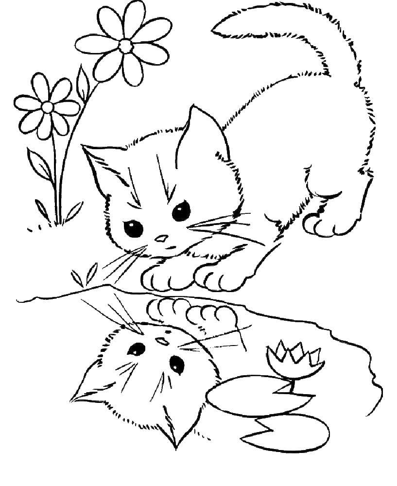 Раскраска Кошка смотрит в лужу Скачать ,кошка, котята,.  Распечатать 