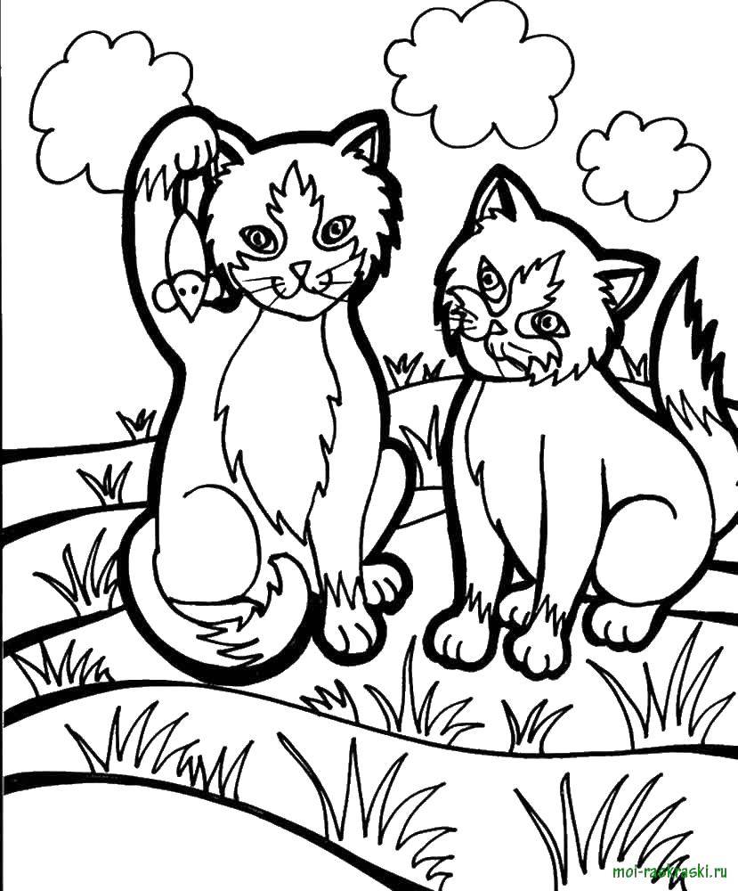 Раскраска Котята на полянке Скачать ,кошка, котята,.  Распечатать 
