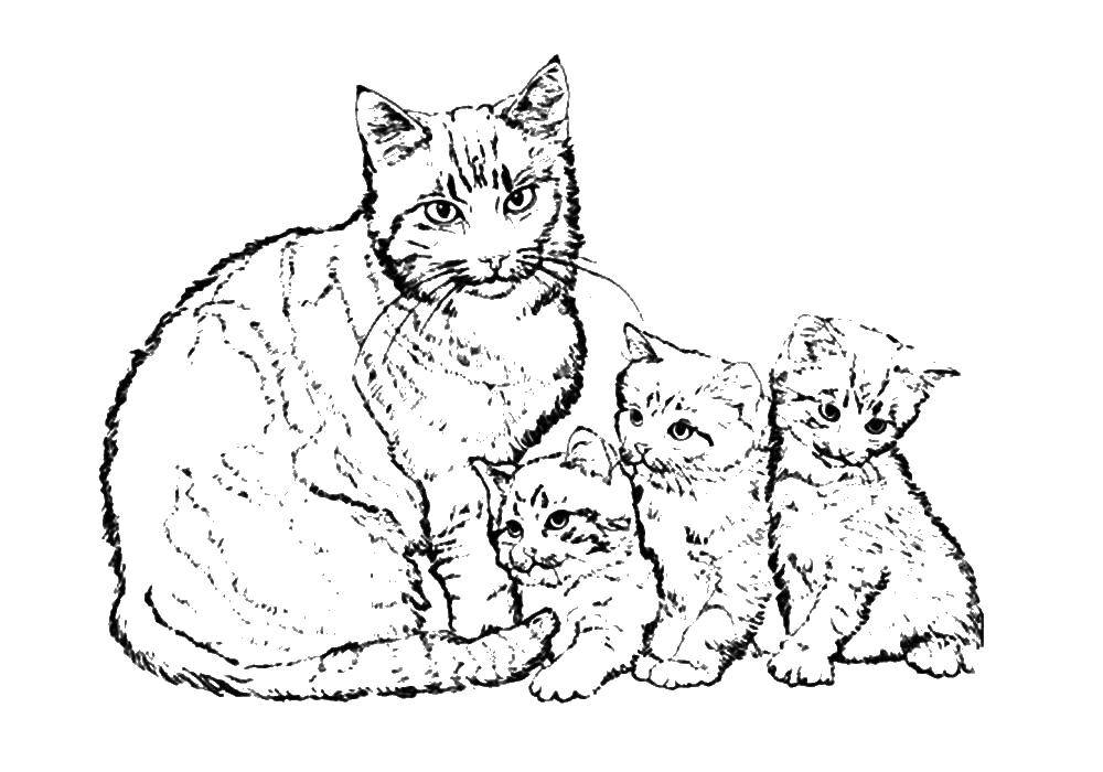 Раскраска Кошачья семья Скачать ,животные, кошка, котята,.  Распечатать 