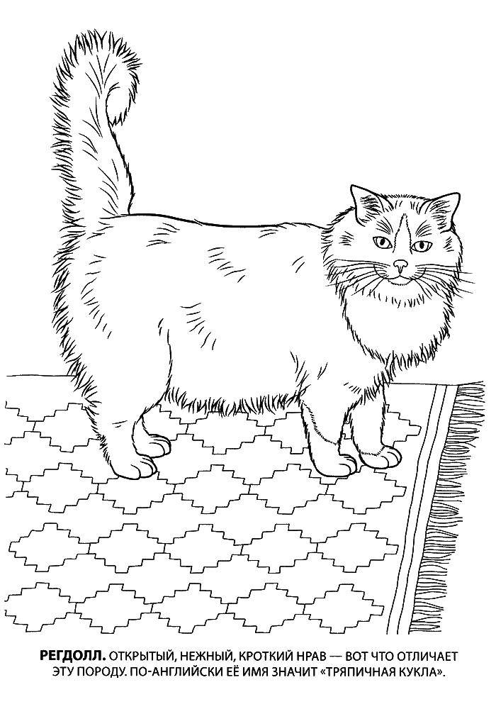 Раскраска Регдолл кот Скачать ,Регдолл, кот, кошка,.  Распечатать 