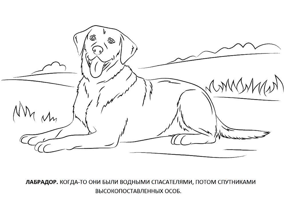 Раскраска Лабрадор Скачать ,Лабрадор, собака,.  Распечатать 