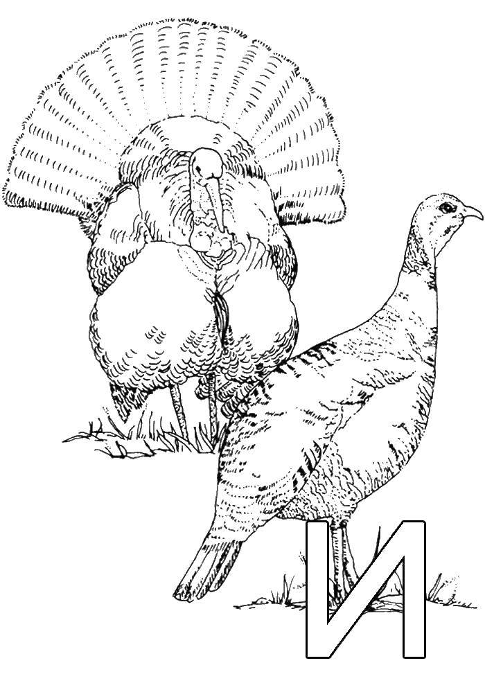 Название: Раскраска Индюки. Категория: птицы. Теги: индюки, птицы.