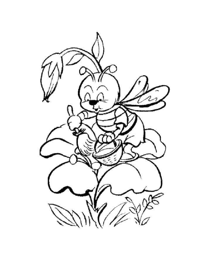 Раскраска Пчела собирает нектар Скачать ,пчелка,нектар,.  Распечатать 