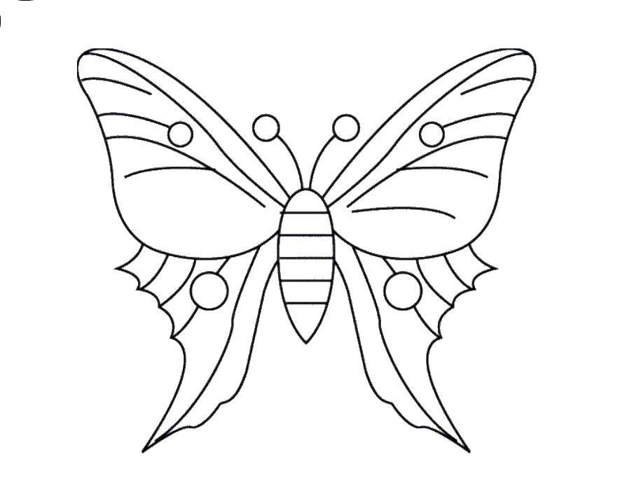Название: Раскраска Красивая бабочка. Категория: бабочка. Теги: Бабочка.