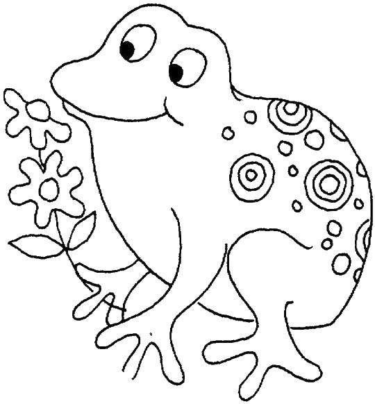 Название: Раскраска Лягушка. Категория: лягушка. Теги: Лягушка.