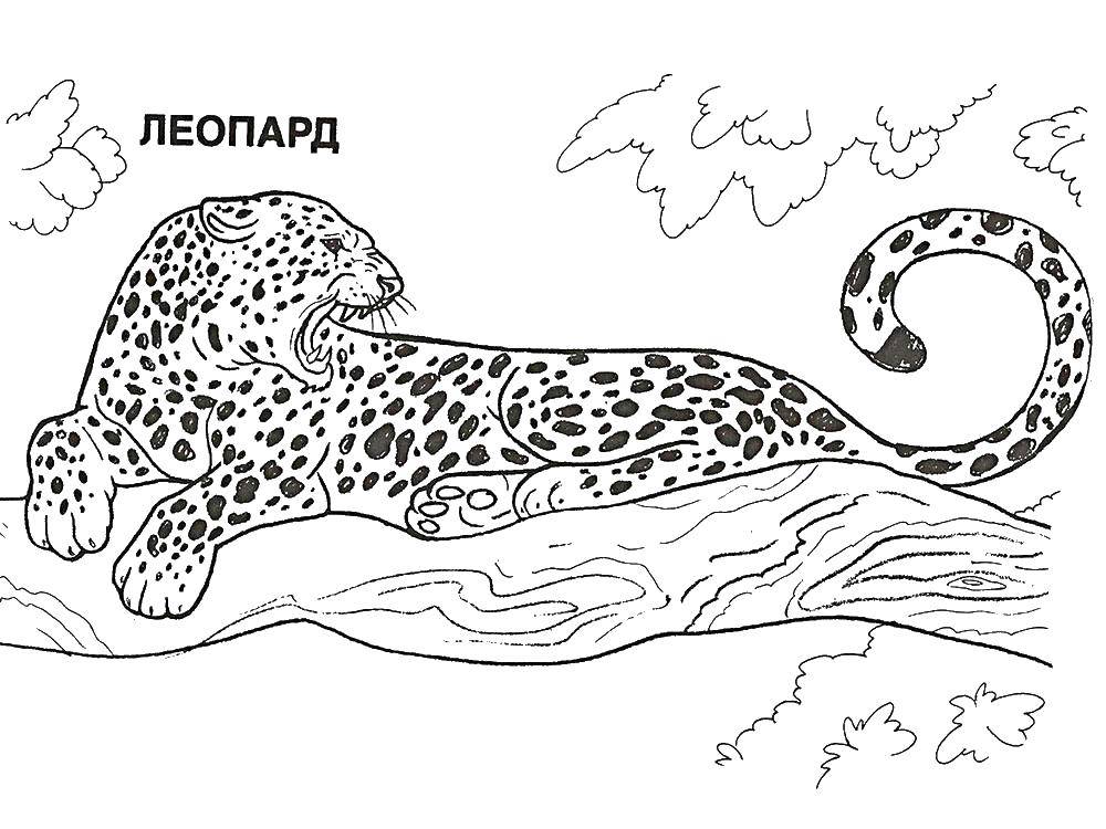 Раскраска Леопард на дереве Скачать ,леопард,.  Распечатать 