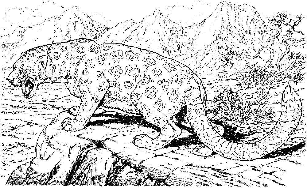 Раскраска Леопард Скачать ,леопард,.  Распечатать 