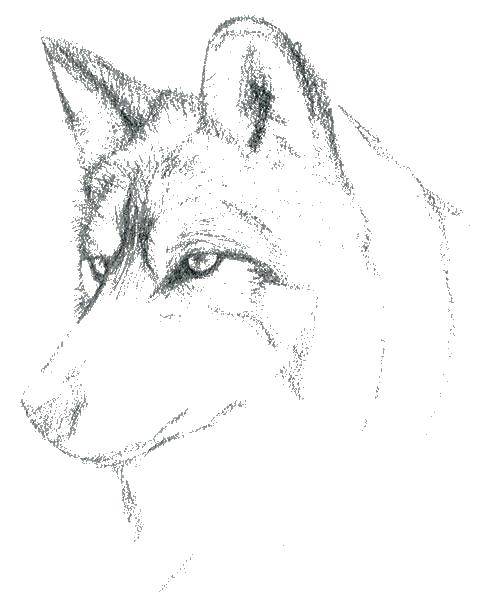 Раскраска Волк Скачать ,волк,.  Распечатать 
