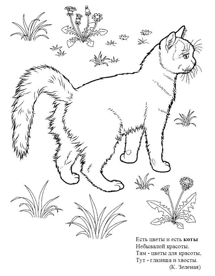 Раскраска Кот Скачать ,кот,.  Распечатать 