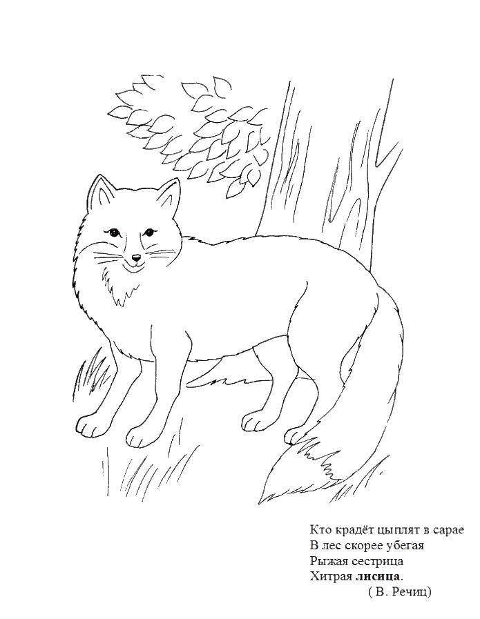 Раскраска Лиса Скачать ,лиса, лис,.  Распечатать 