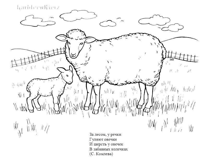 Раскраска домашние животные Скачать .  Распечатать 