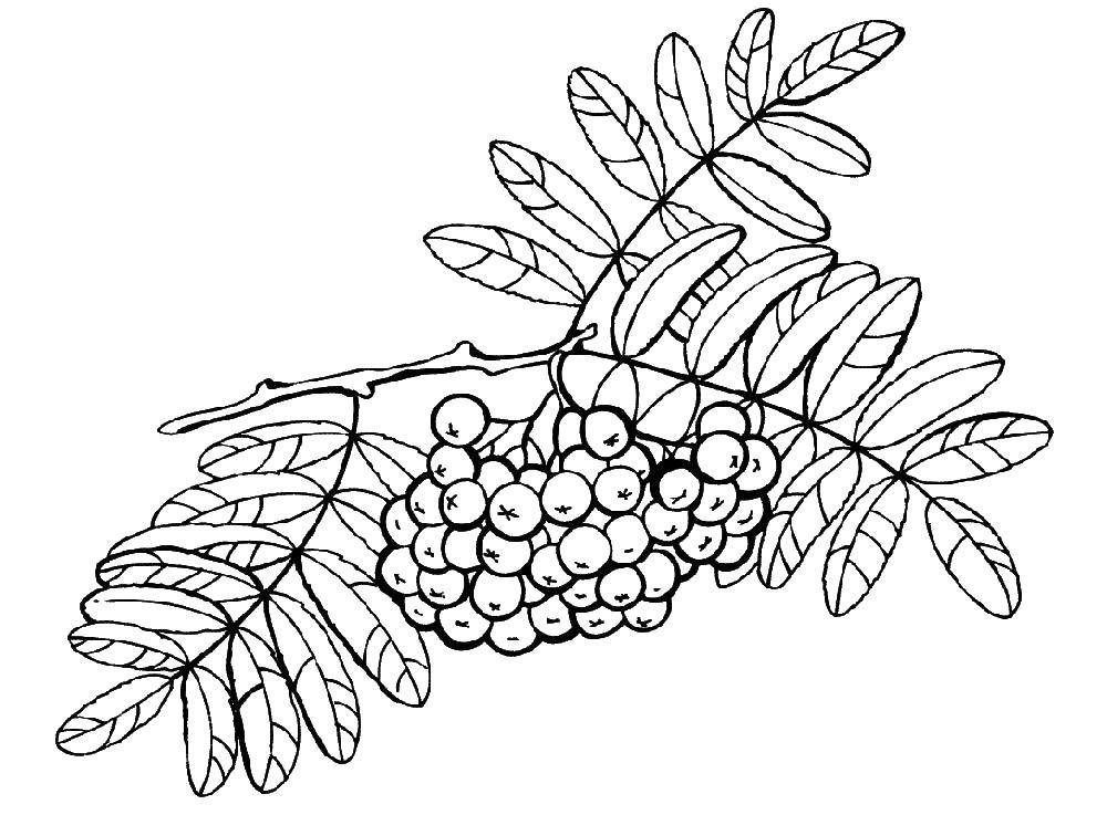 Раскраска Рябина Скачать ,рябина, ягоды, листья,.  Распечатать 