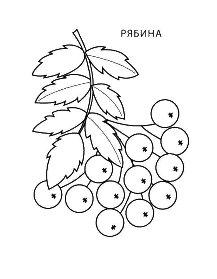 Раскраска Рябина Скачать ,ягоды, рябина, листья,.  Распечатать 
