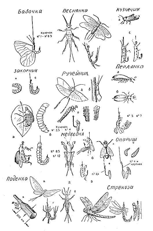 Раскраска Названия насекомых Скачать ,Насекомые,.  Распечатать 